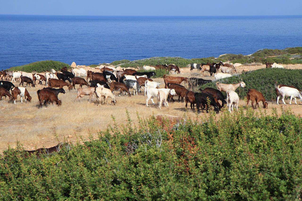 animal farming field free photo