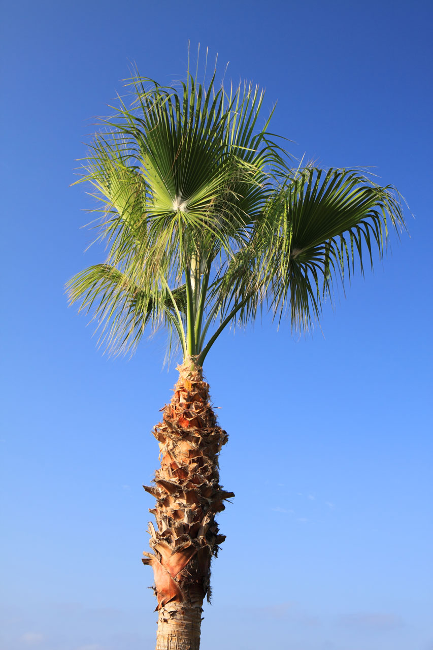 blue coconut green free photo