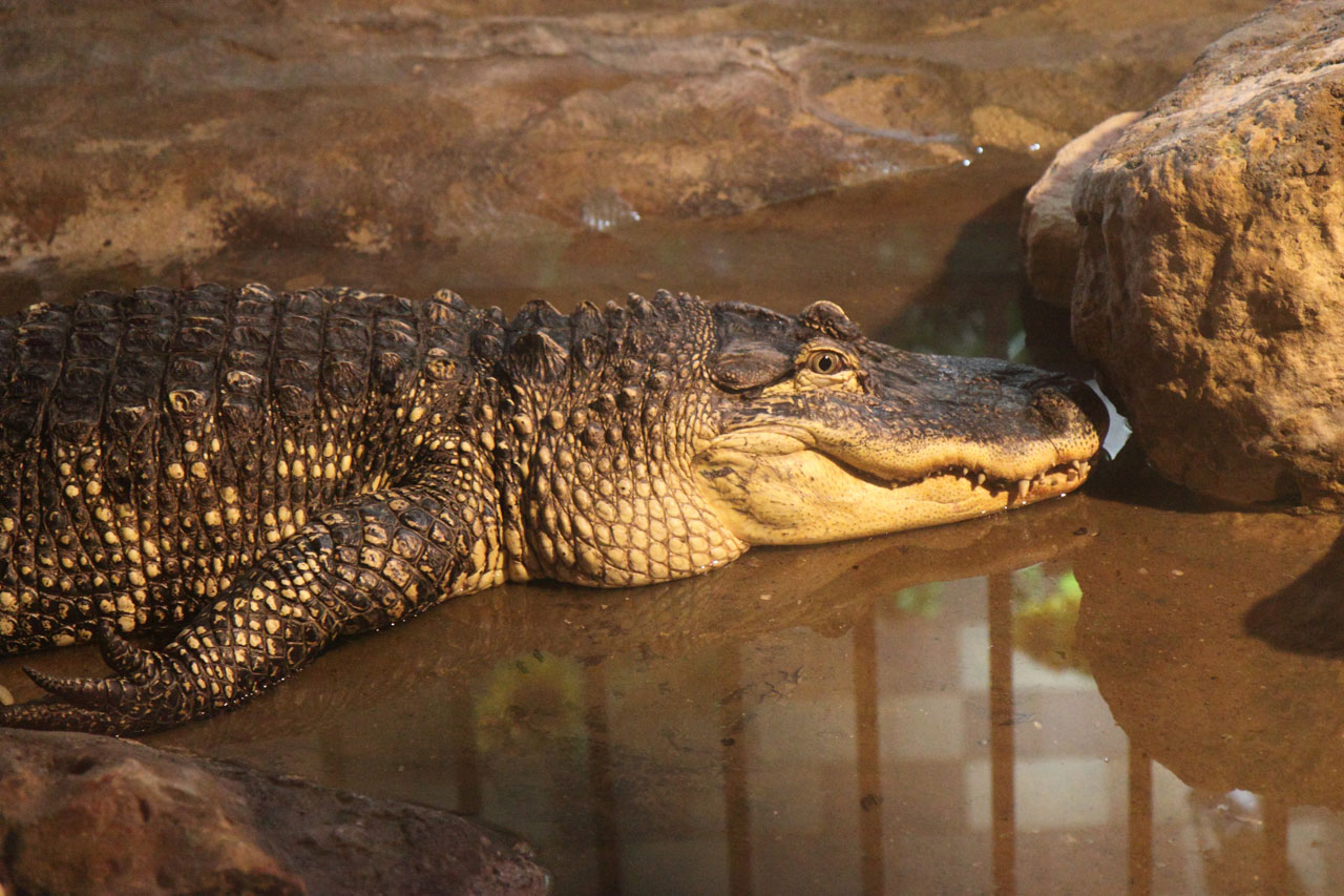 alligator animal crocodile free photo