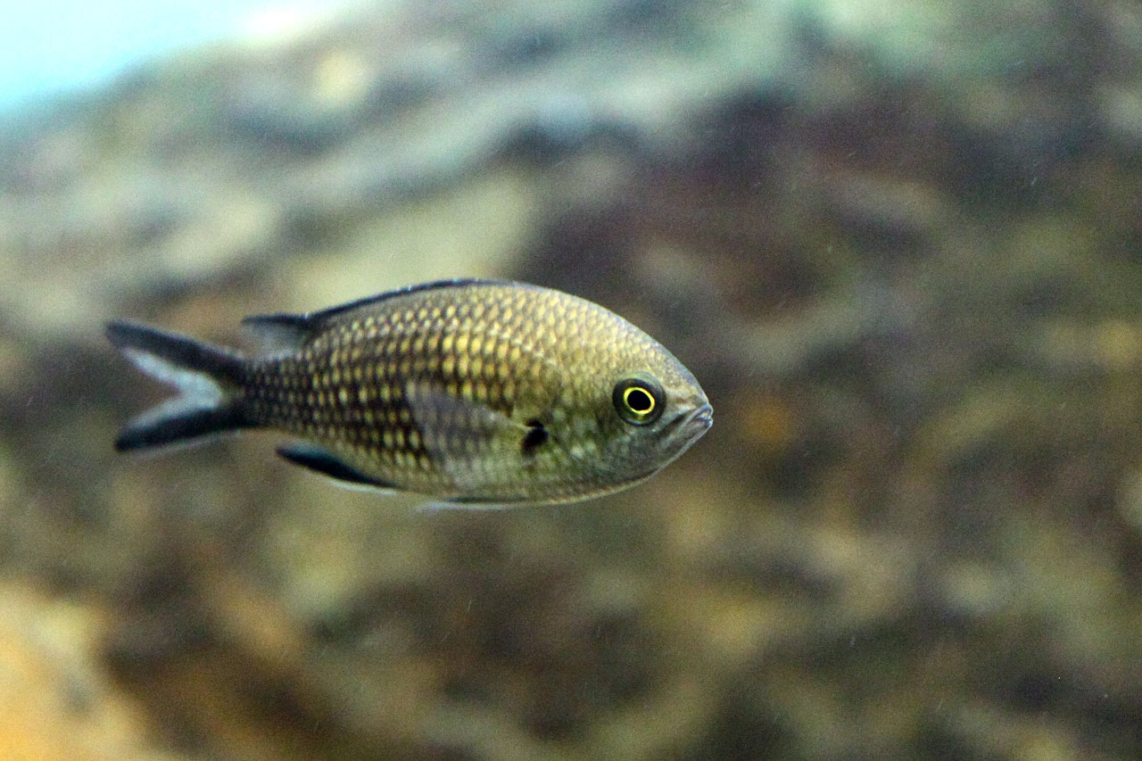 animal color damselfish free photo