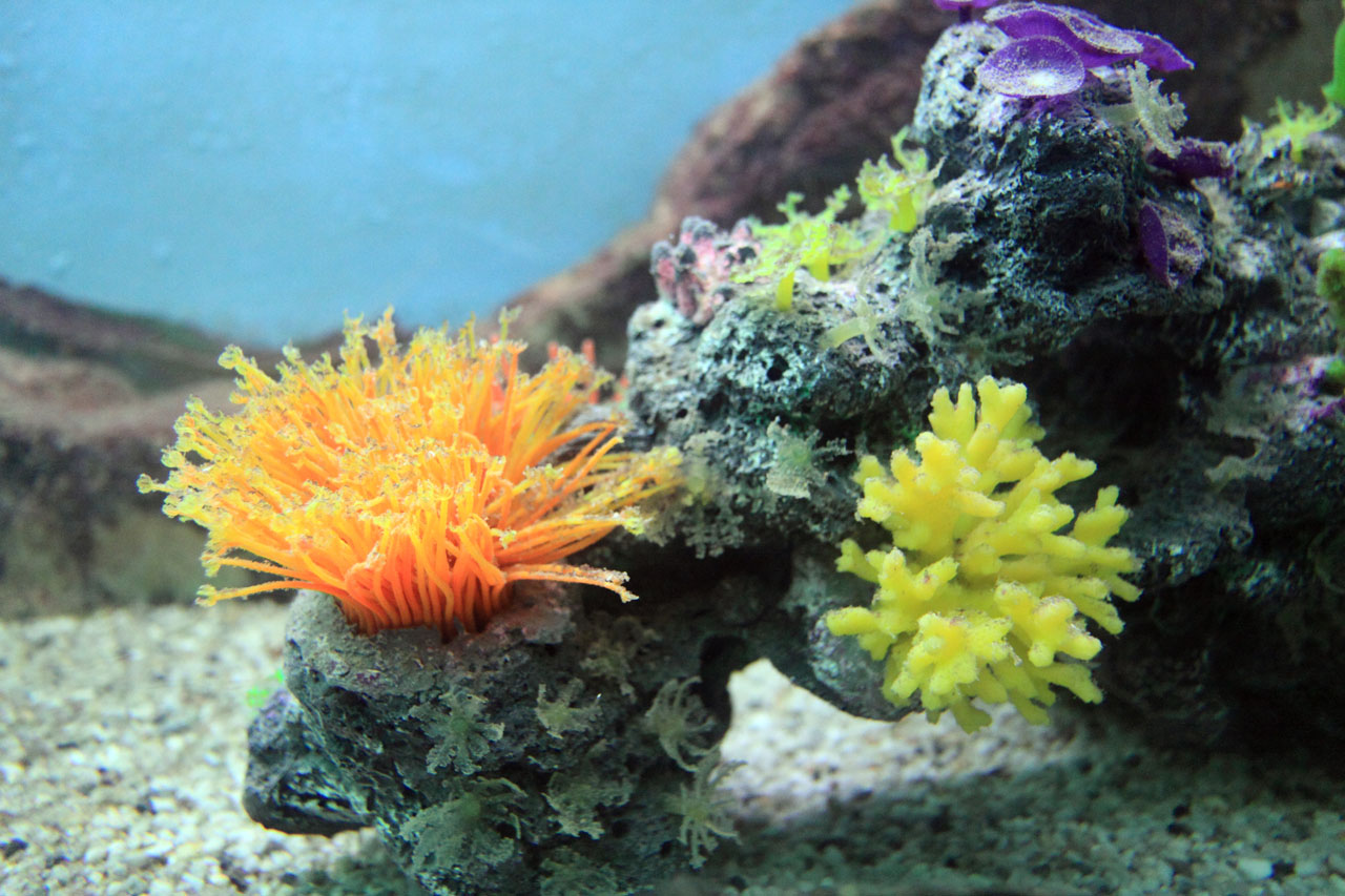 aquarium aquatic colorful free photo