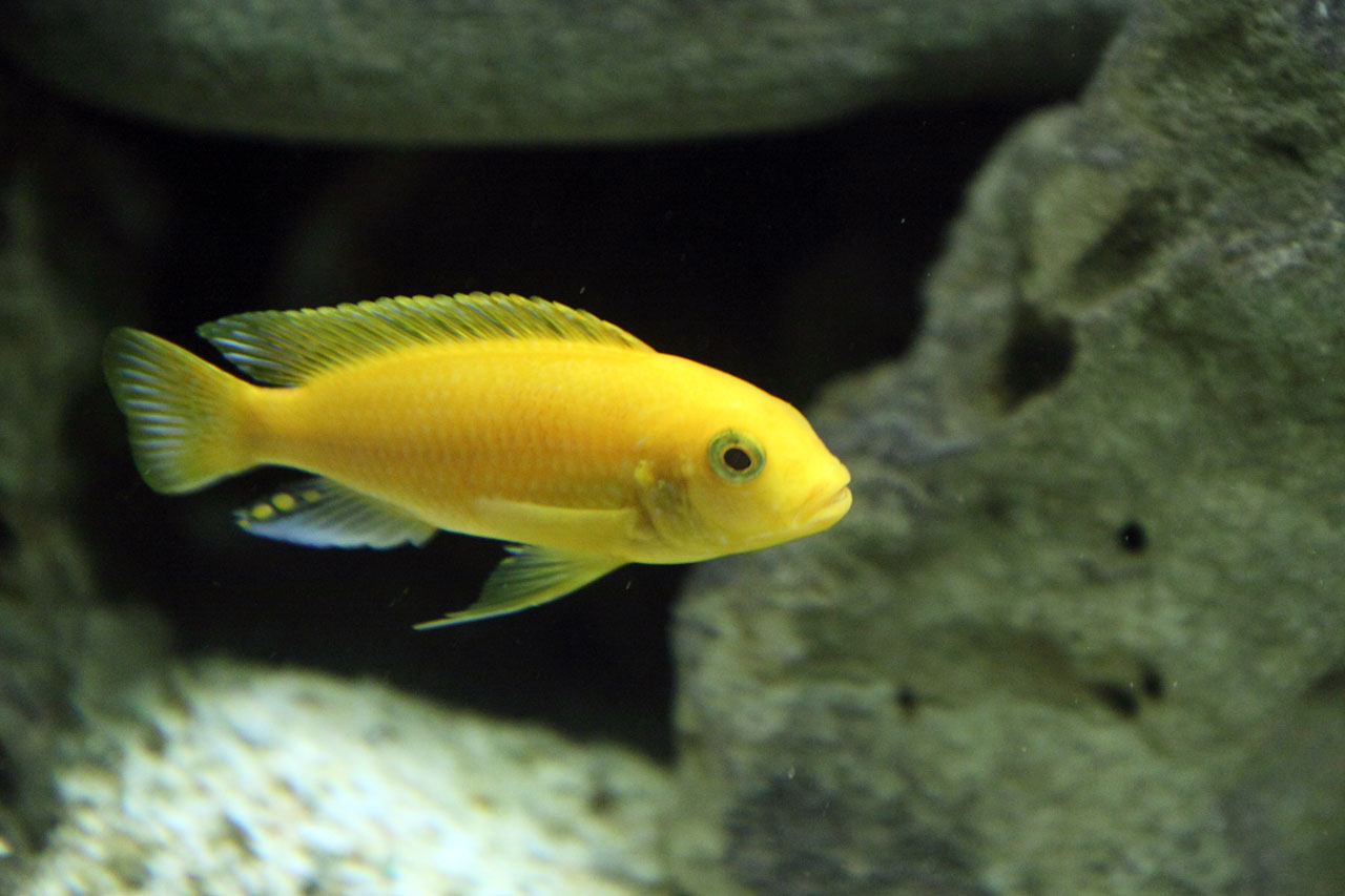 animal aquarium cichlid free photo