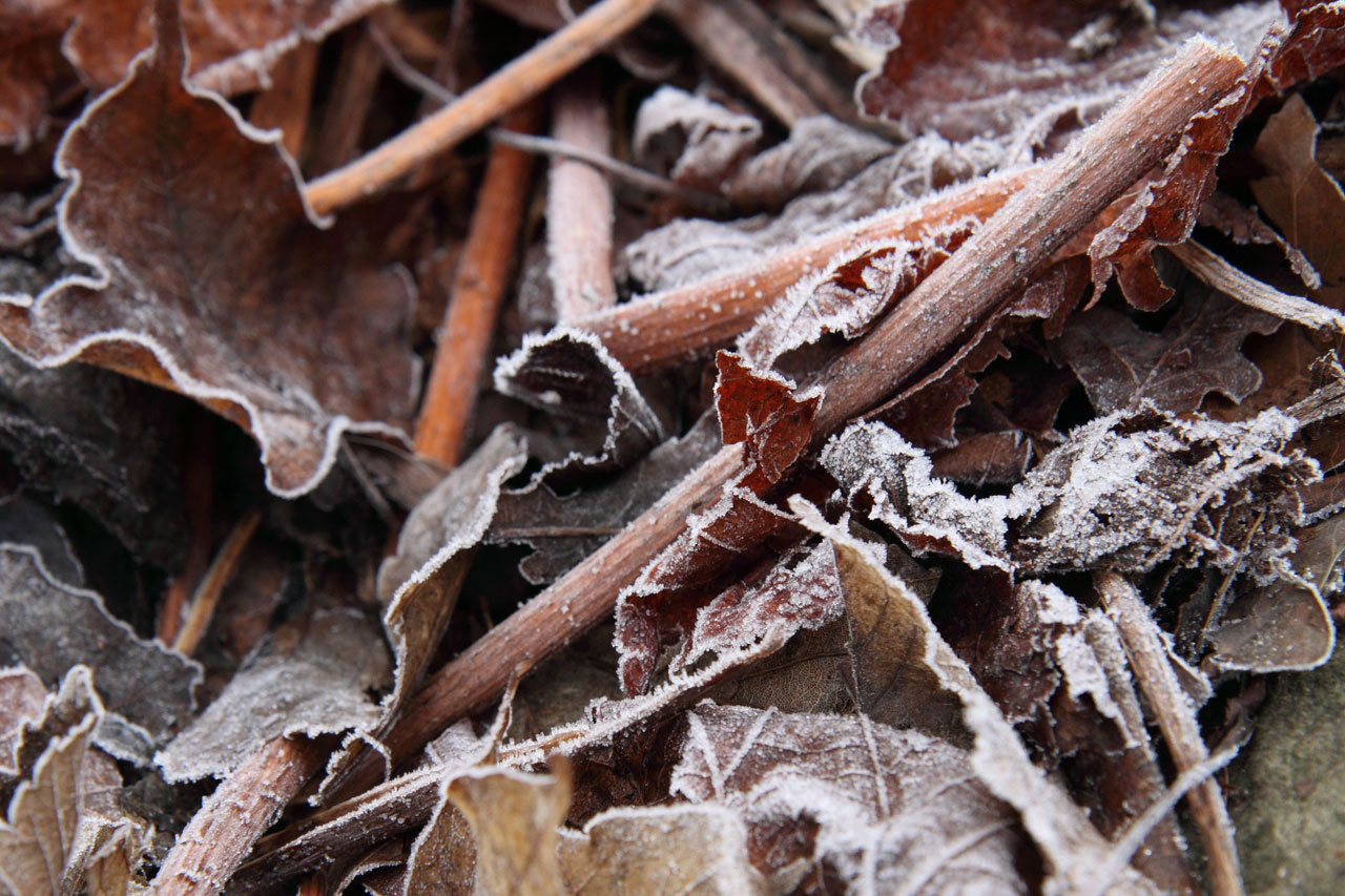 autumn closeup cold free photo