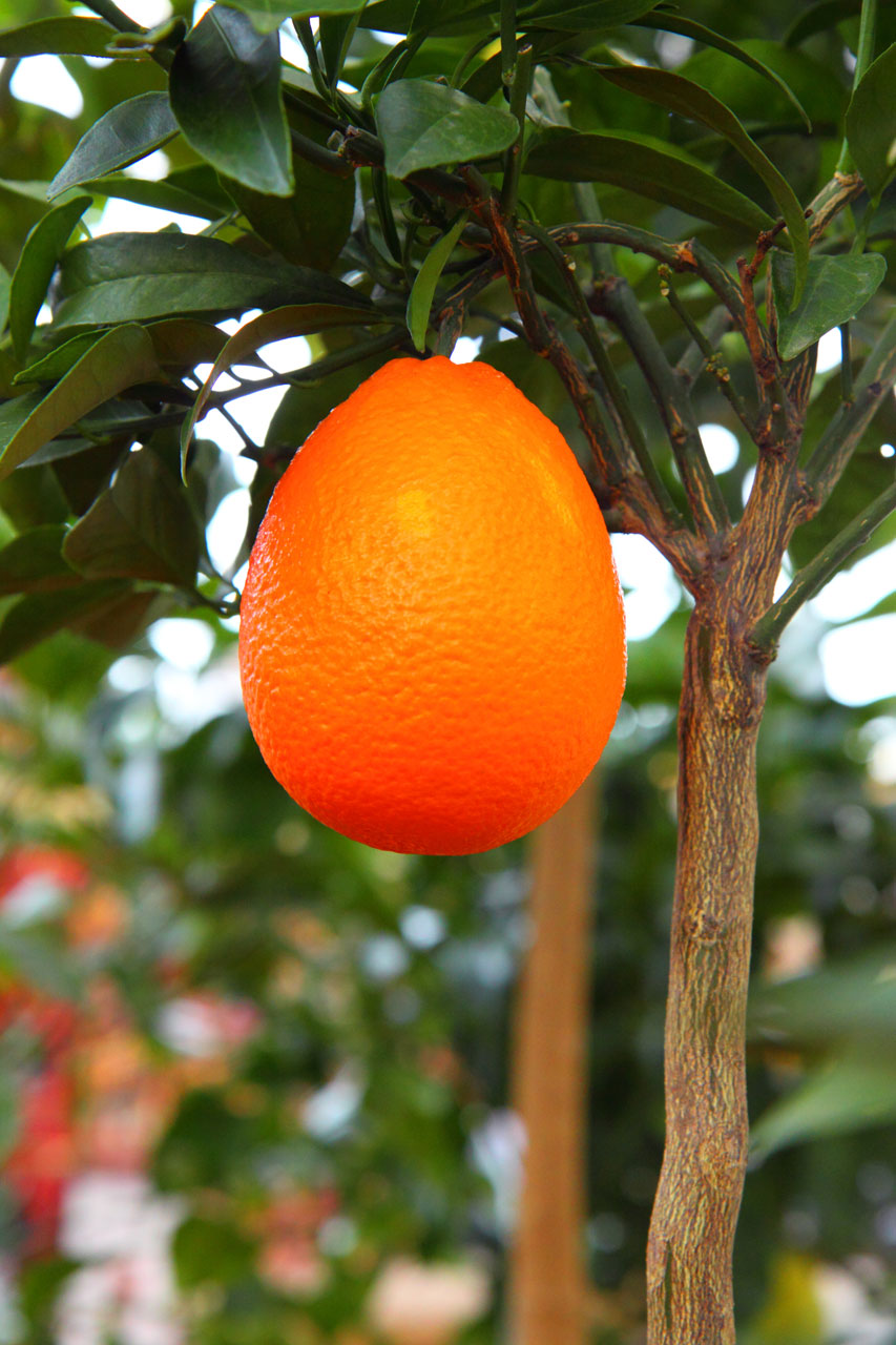 branch citrus delicious free photo