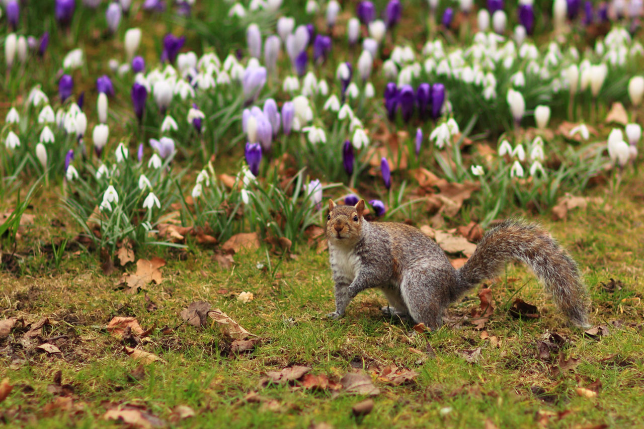 animal brown cute free photo