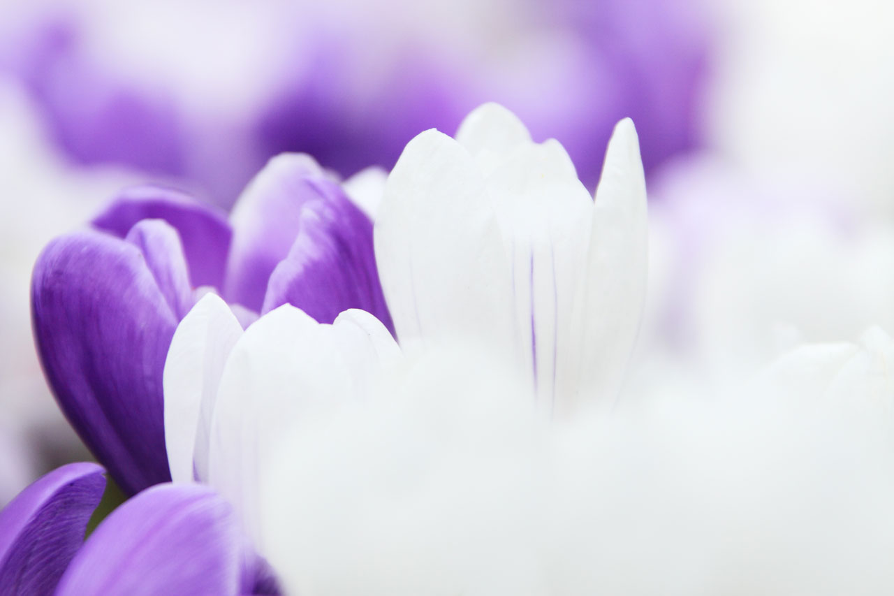 background crocus flower free photo