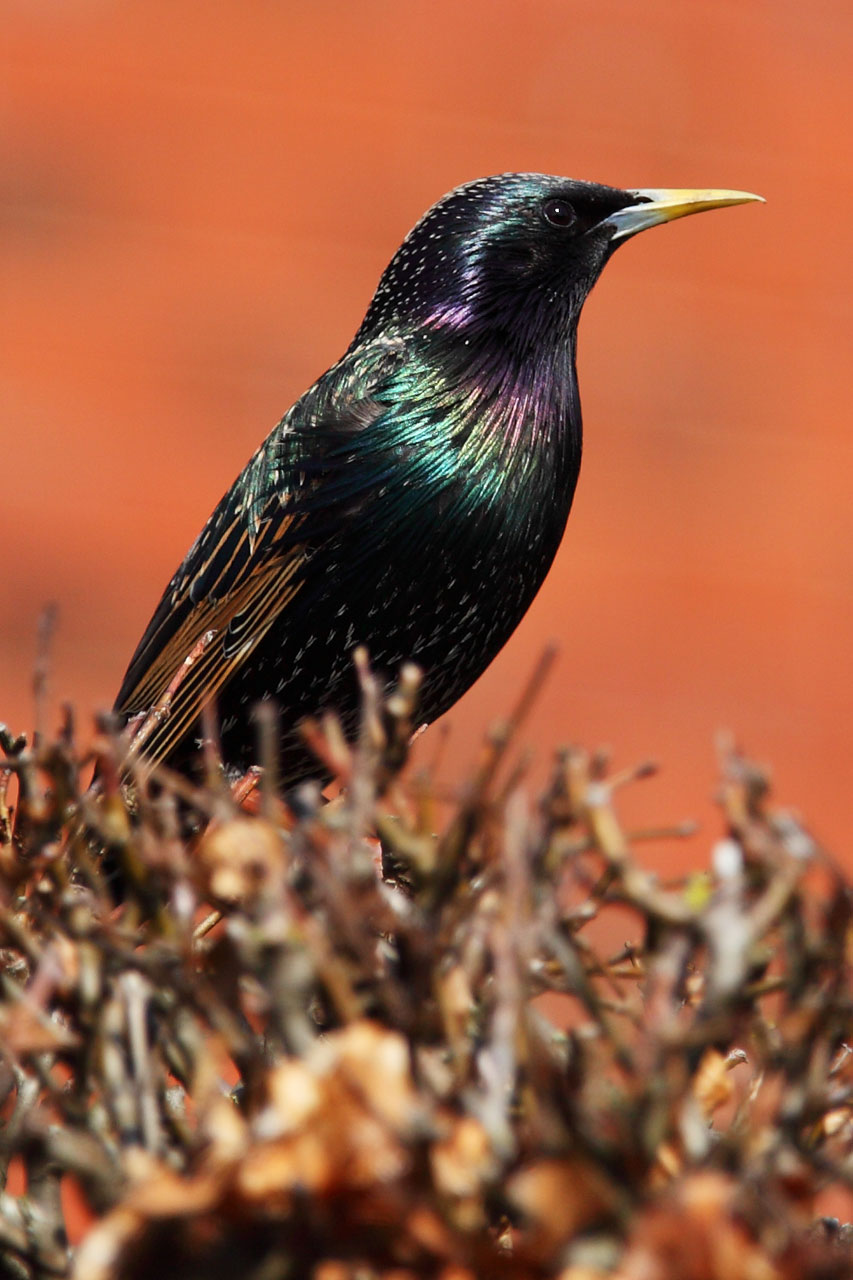 animal bird black free photo