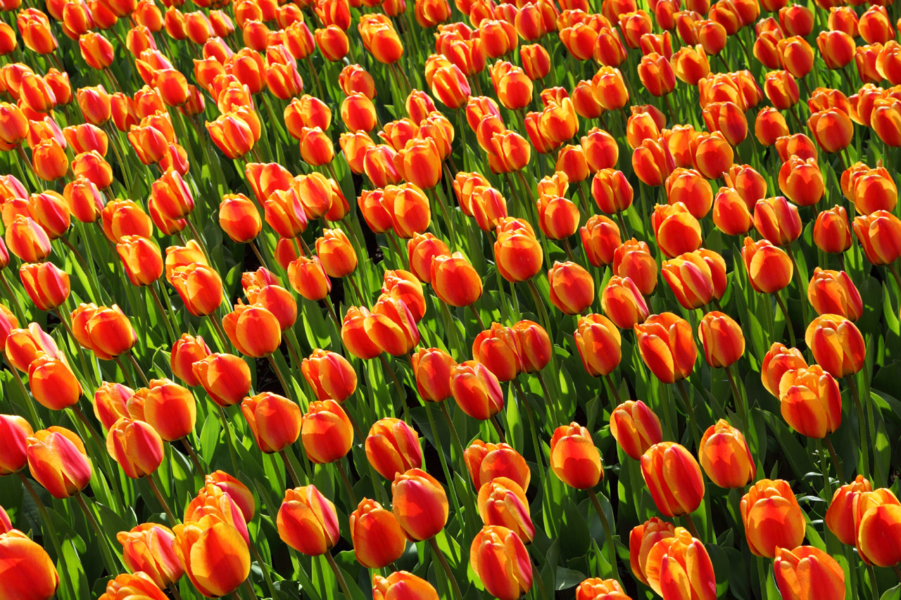 tulips tulip orange free photo