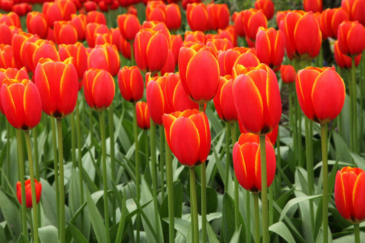 background bloom blooming free photo