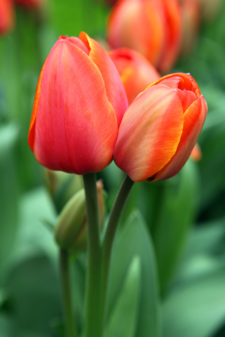 background bloom blooming free photo