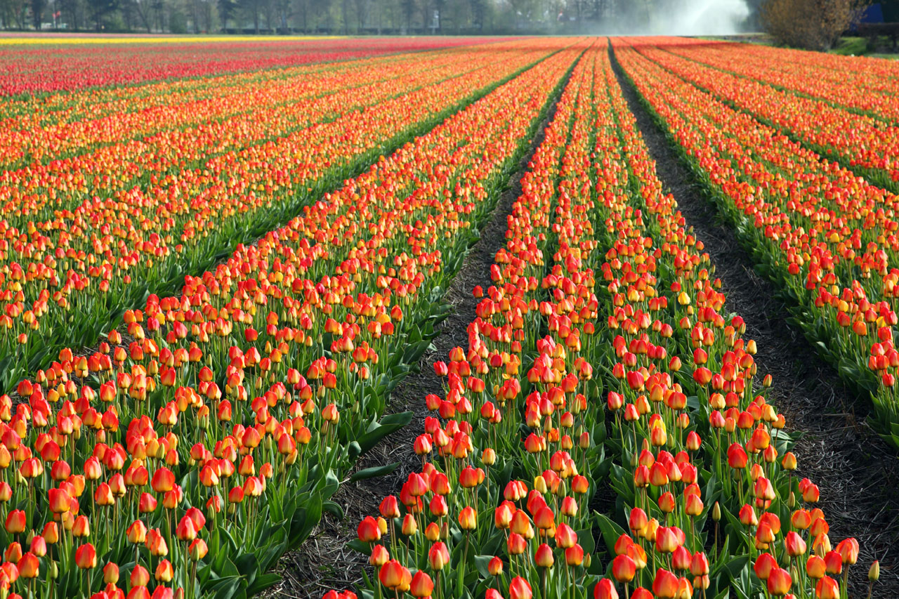 tulips tulip field free photo