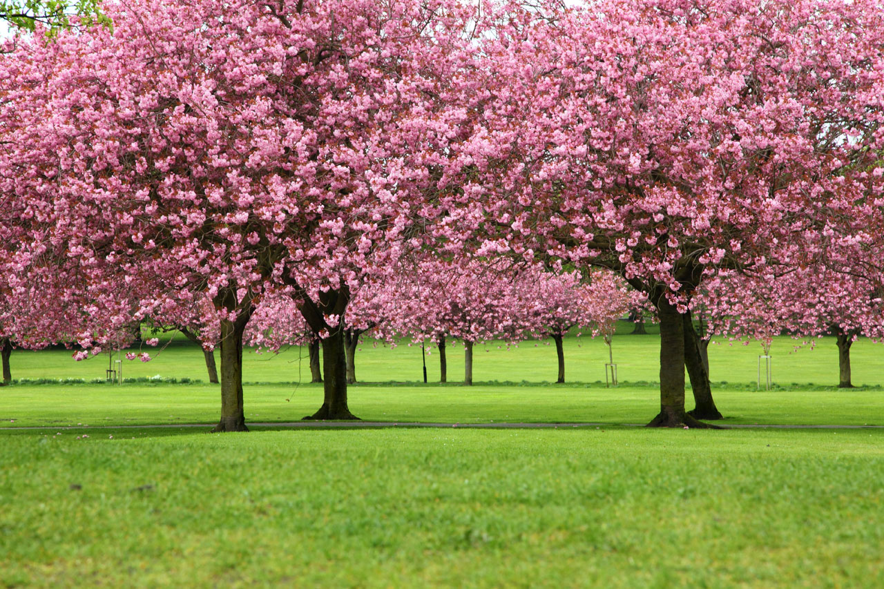 beautiful bloom blossom free photo