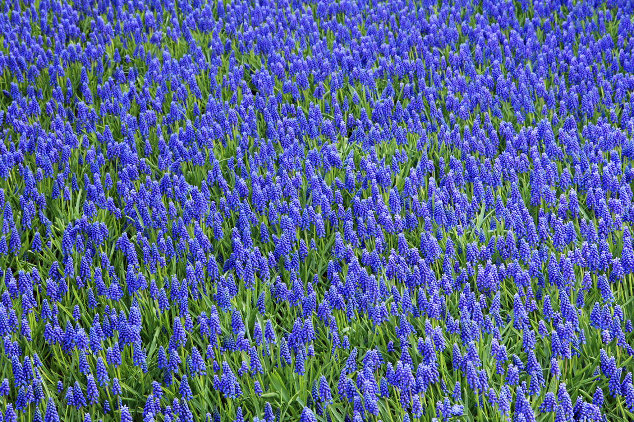 bloom blossom blue free photo