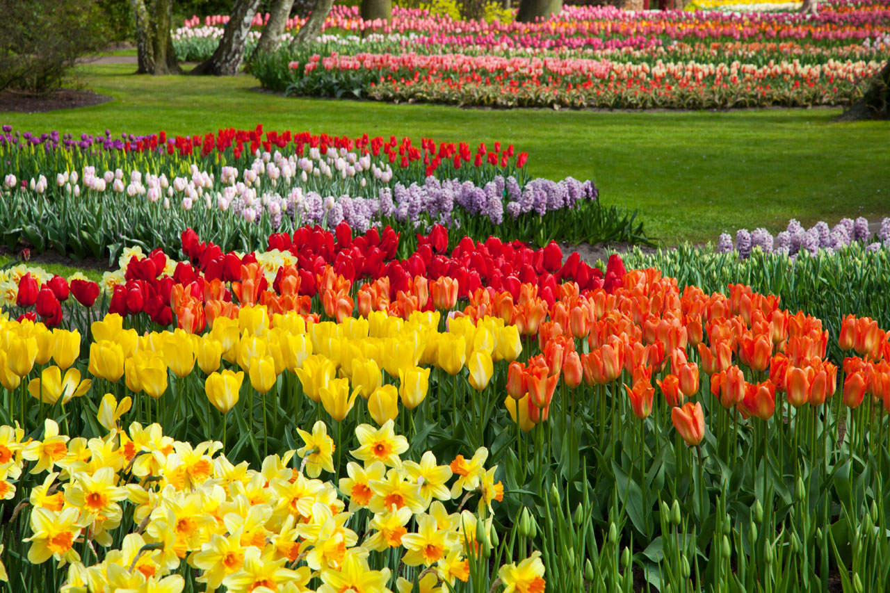 beautiful flower bed free photo
