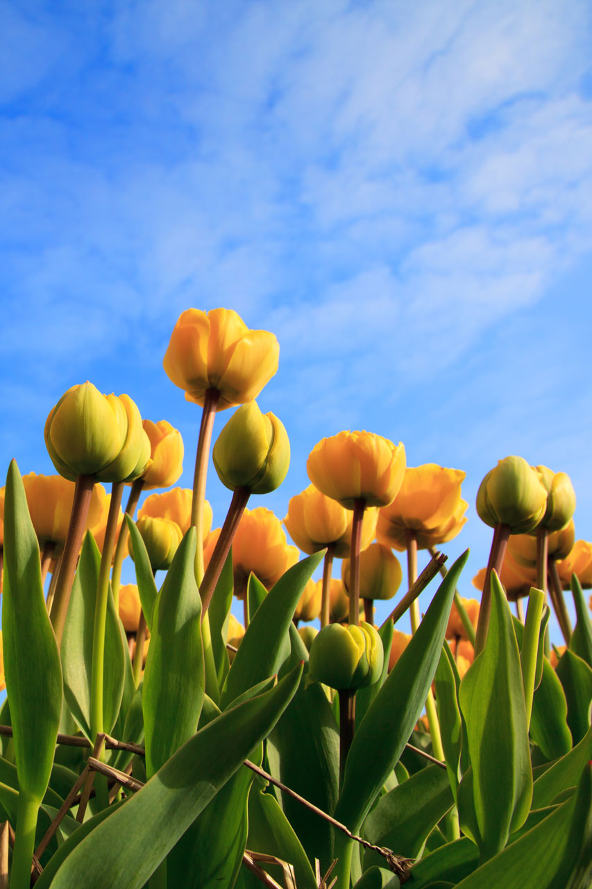 tulips tulip field free photo