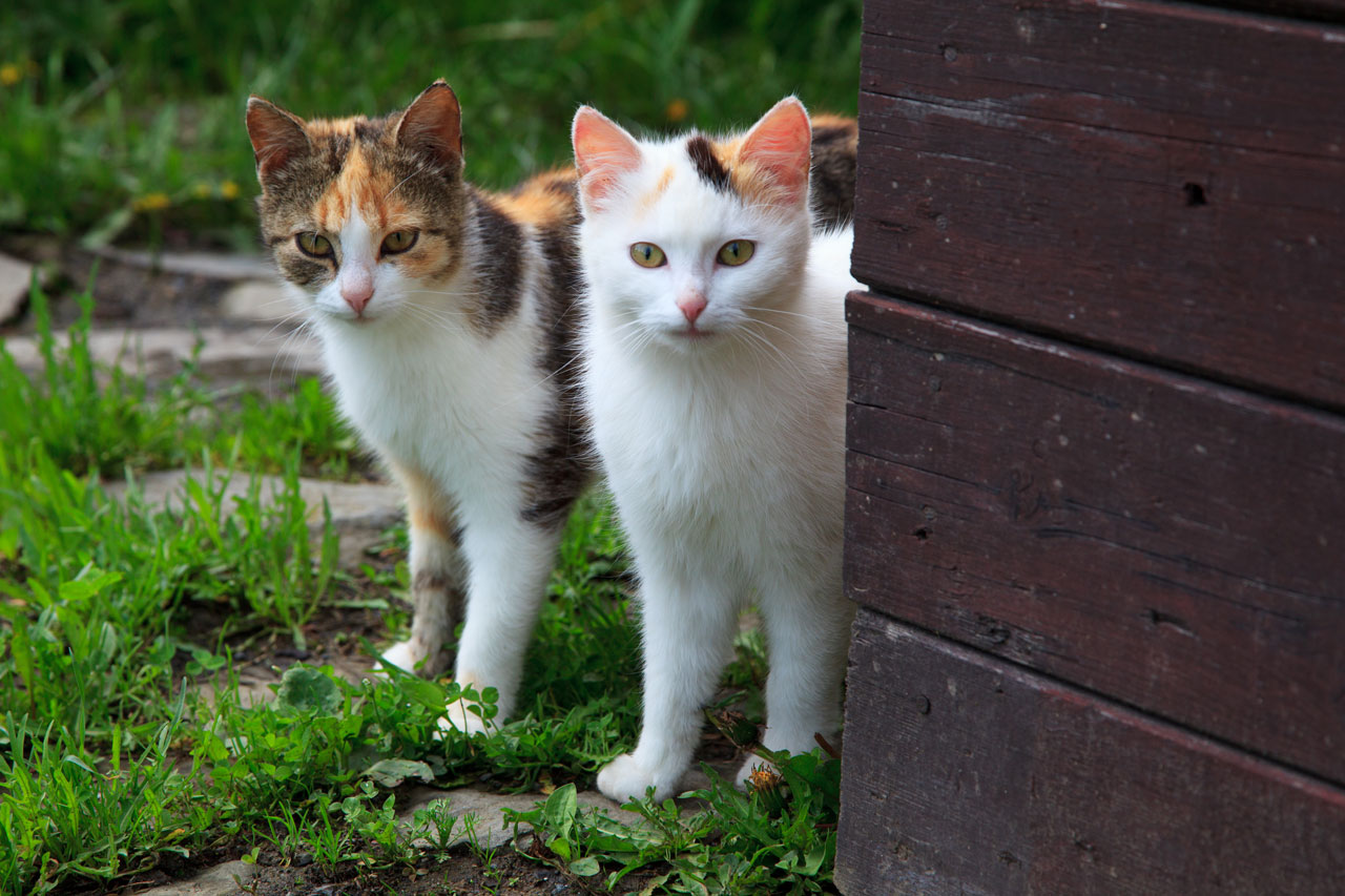 animal cat couple free photo