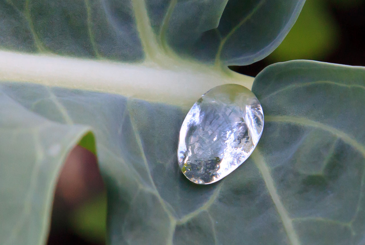 detail dew drop free photo