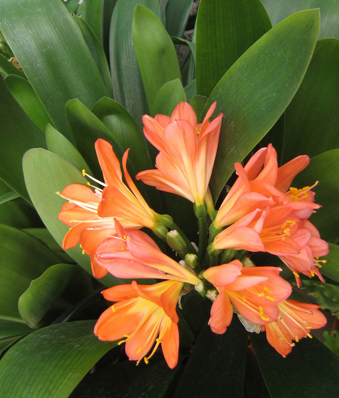 flower tropical orange free photo