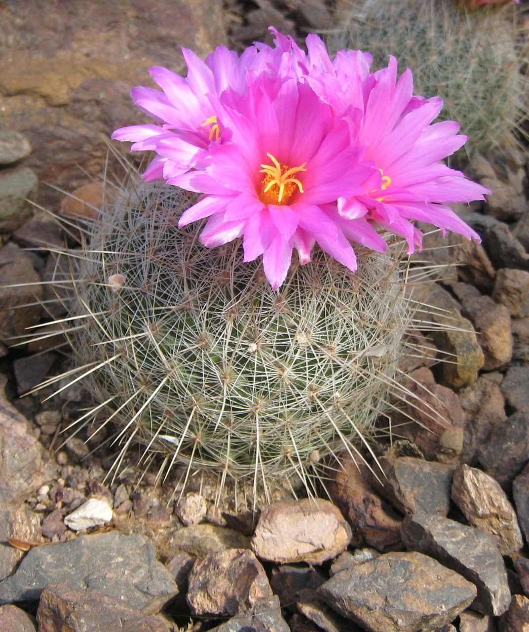 cactus blooming pink free photo