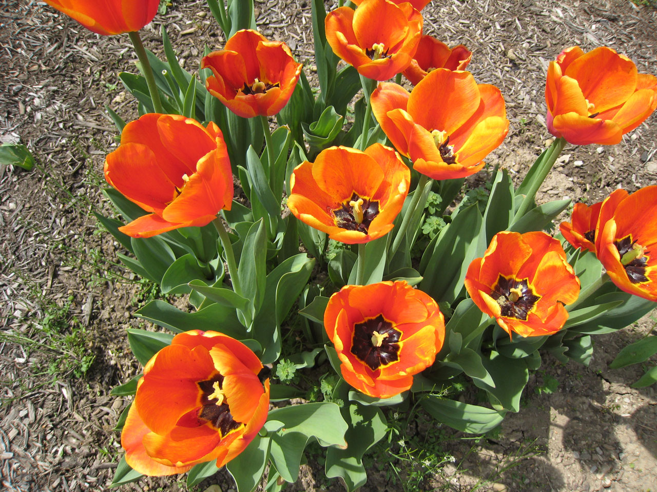 orange tulips flowers free photo