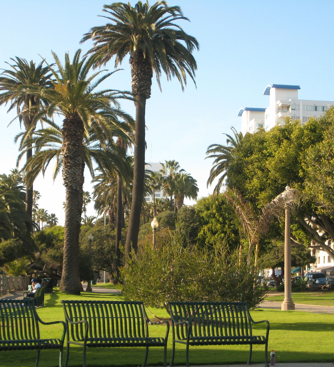 hotel park palm trees free photo