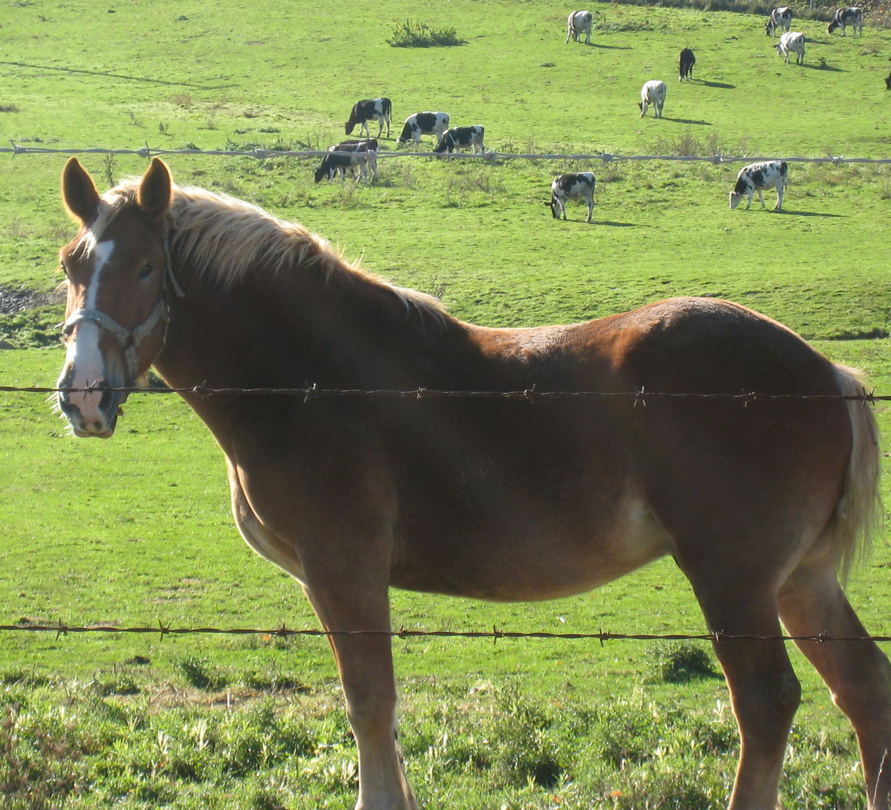 horse country countryside free photo