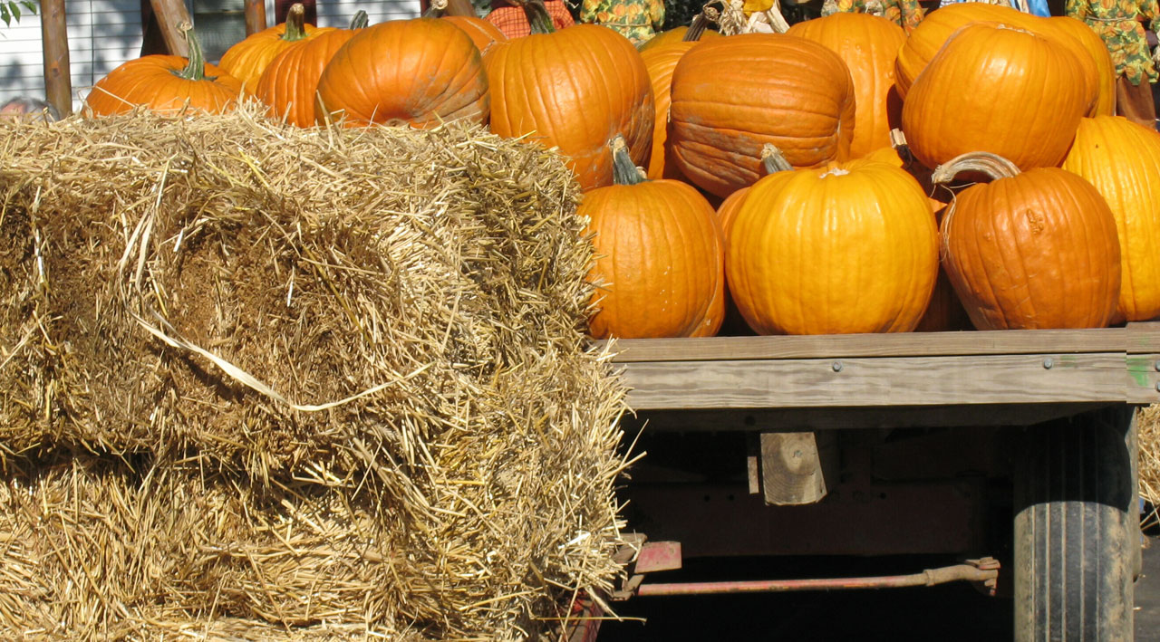 pumpkins straw cart free photo