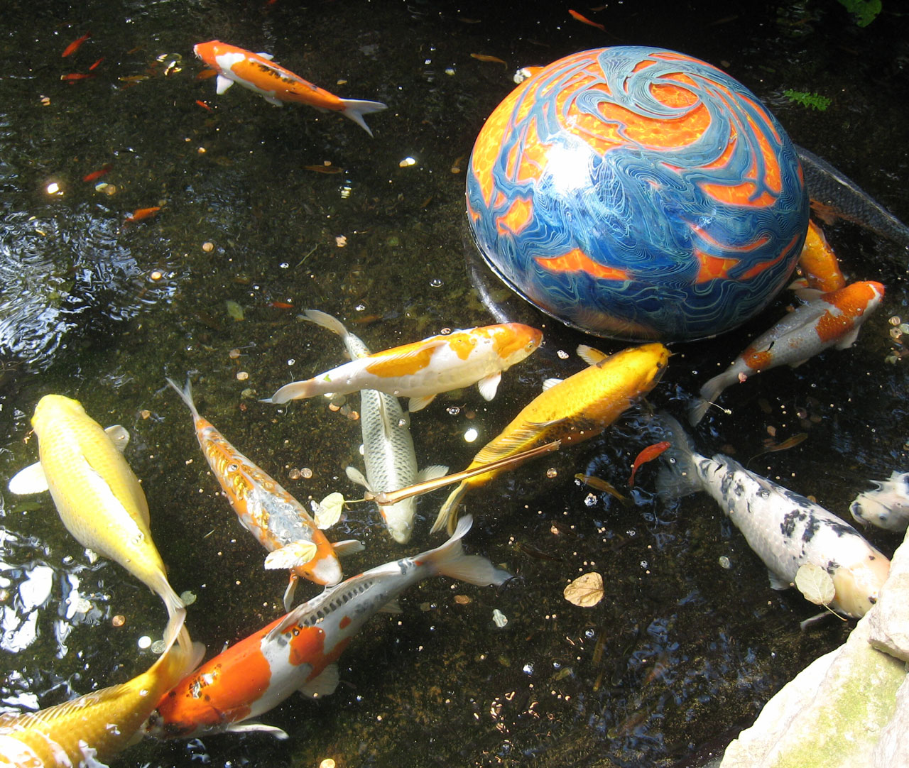 koi fish japanese free photo