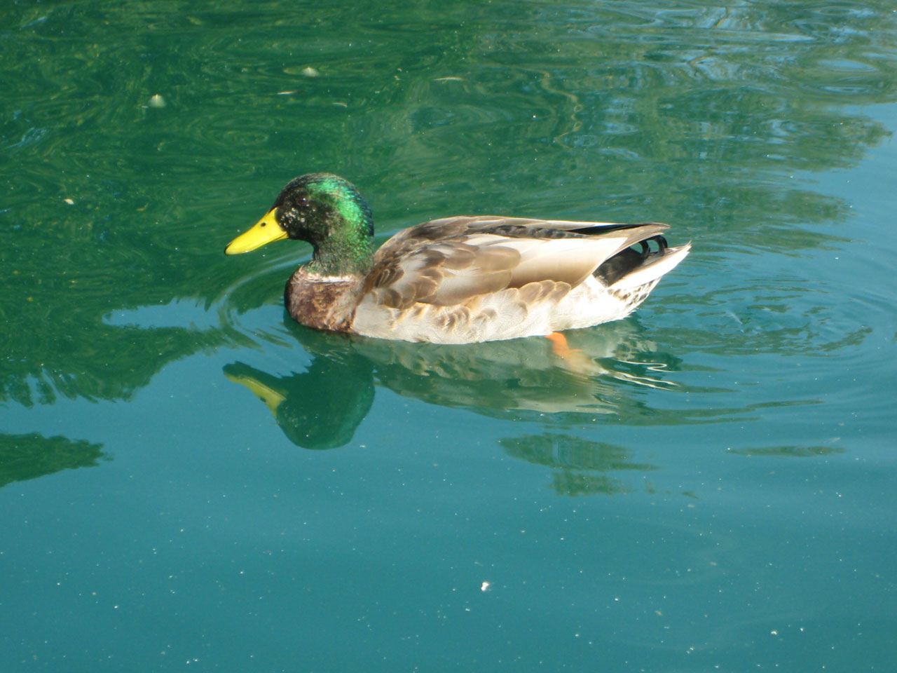 male duck pond free photo