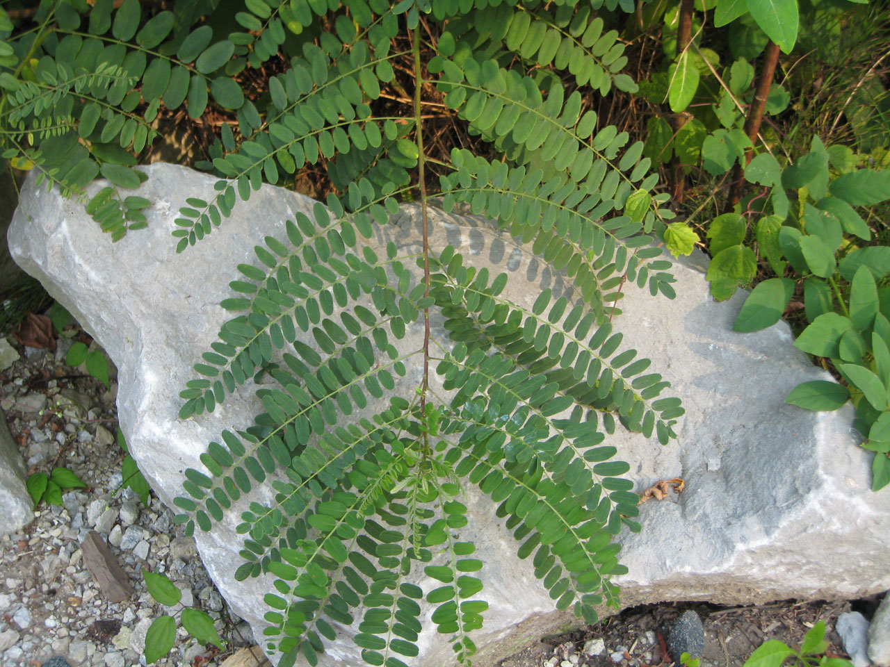 fern rock flower free photo