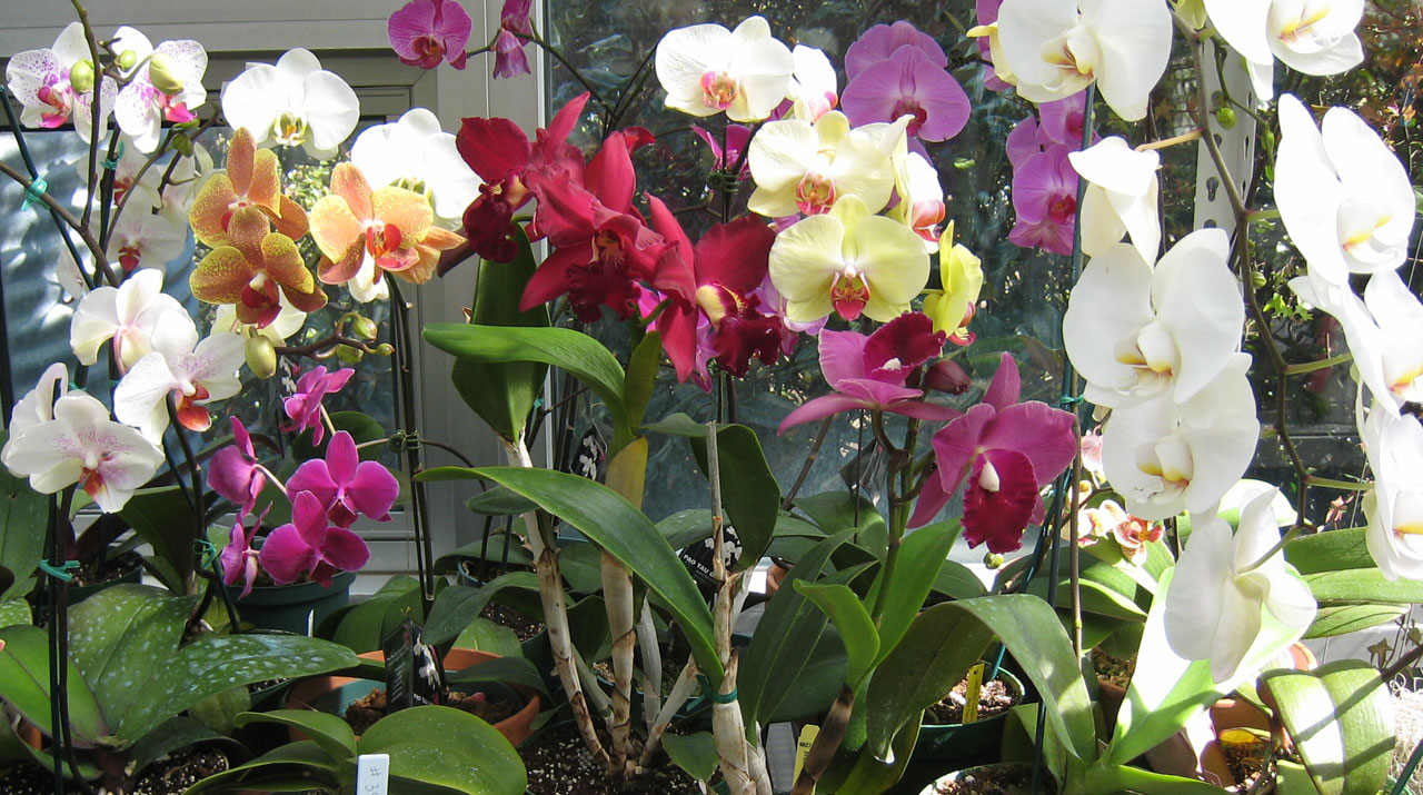 orchids colorful flowers free photo