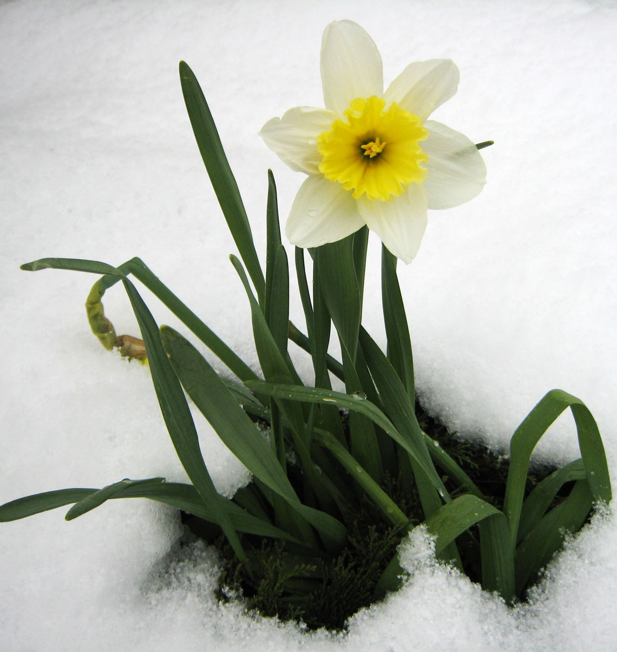 daffodil spring snow free photo