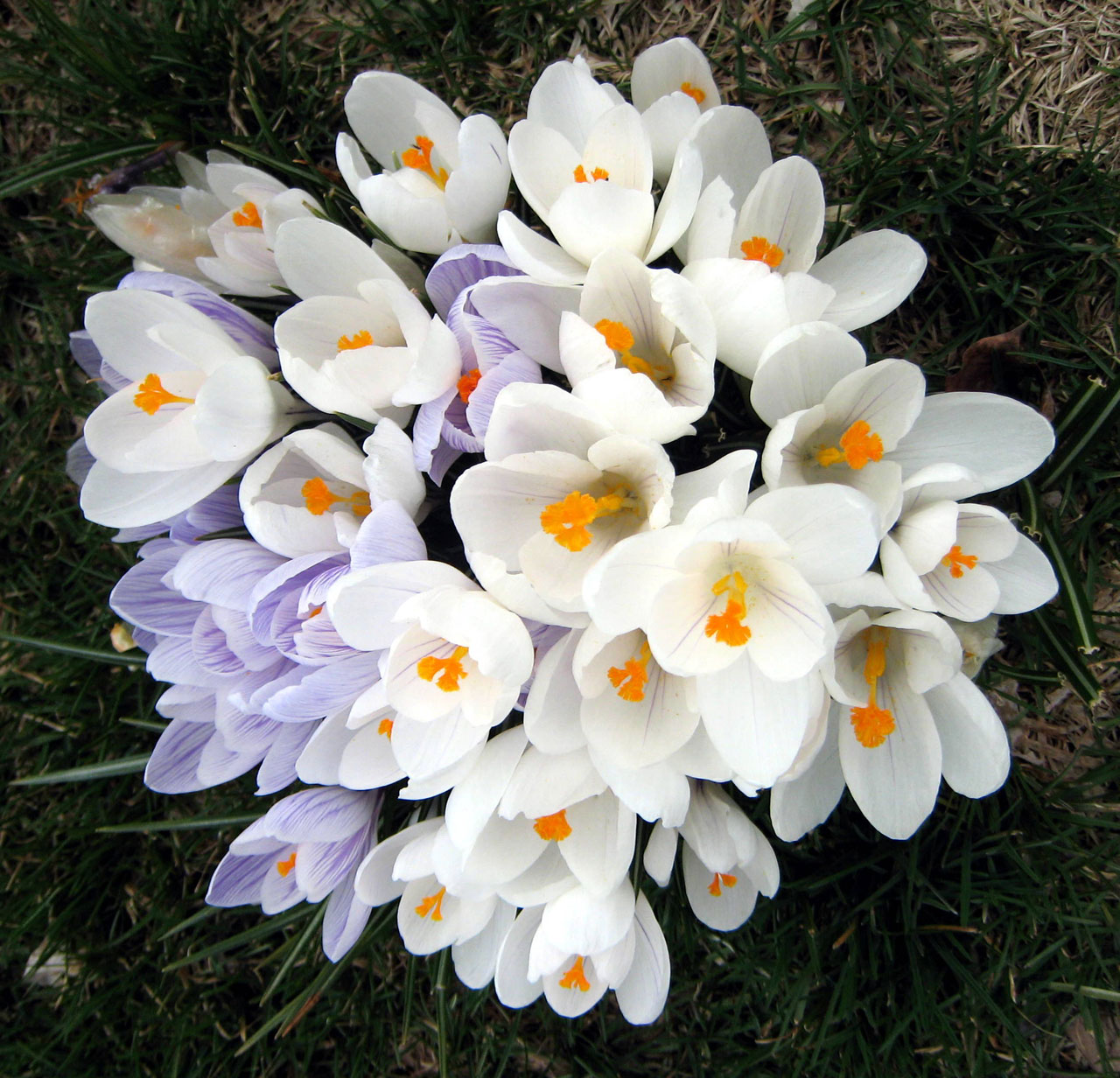 flowers crocus spring free photo