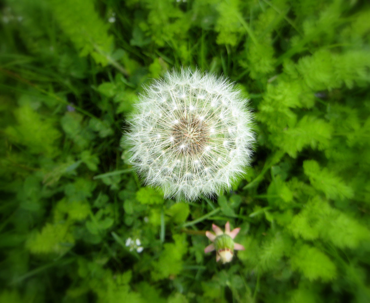 weed dandelion flower free photo