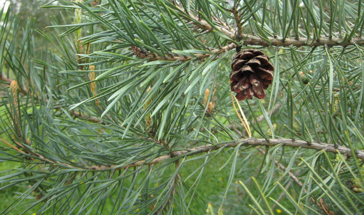 pinecone pine tree free photo