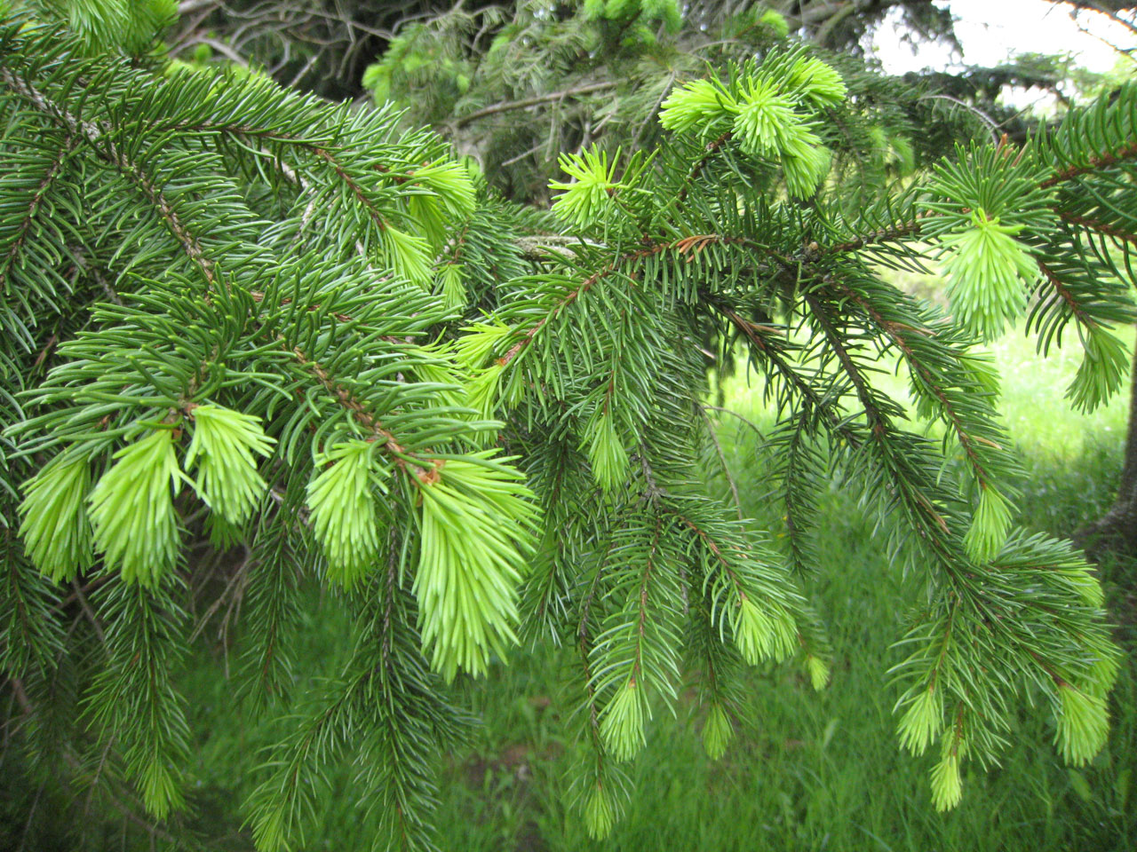 pine tree spring free photo