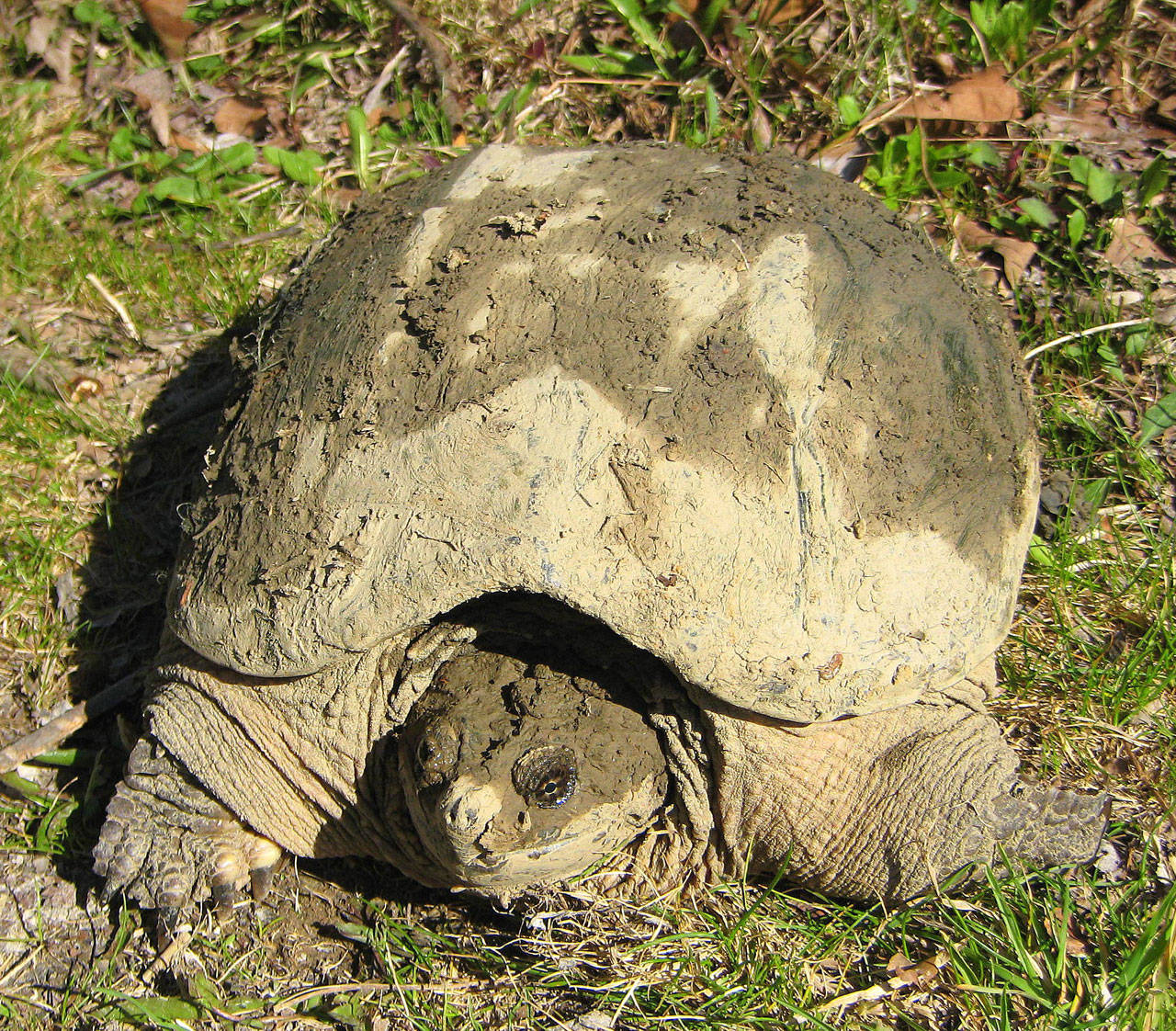 turle muddy swimming free photo