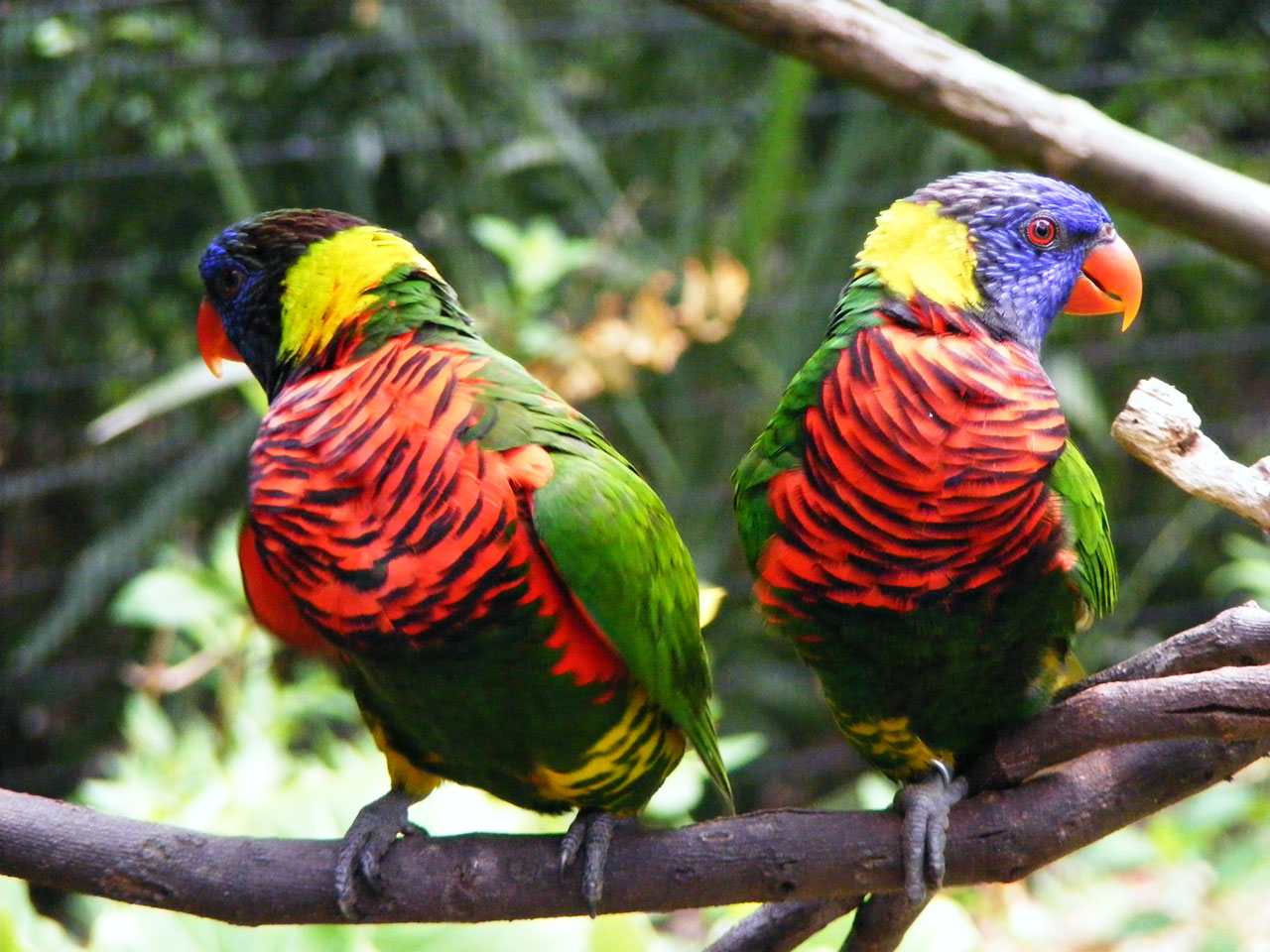 birds twins colorful free photo