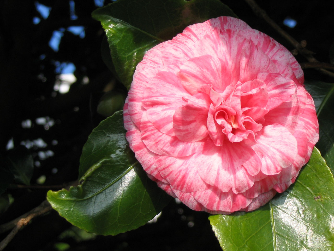 camellia pink flower free photo