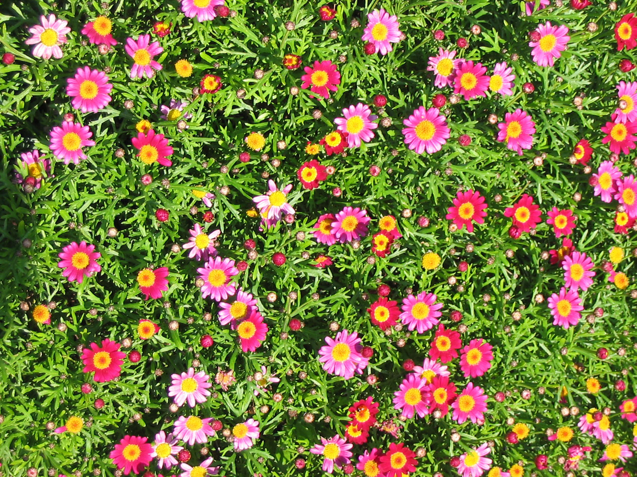daisy daisies colorised free photo
