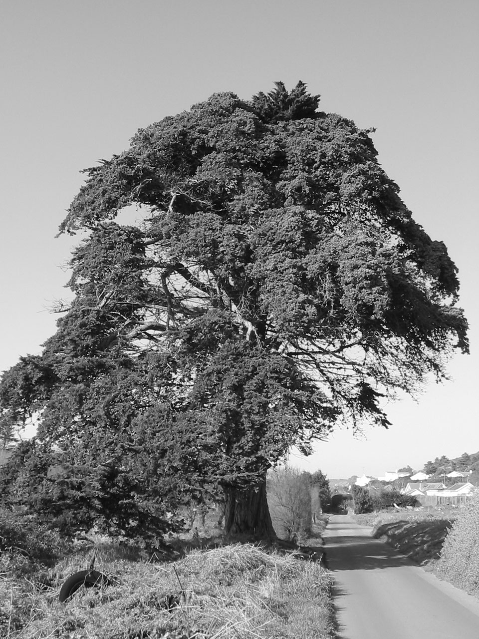 old tree black free photo