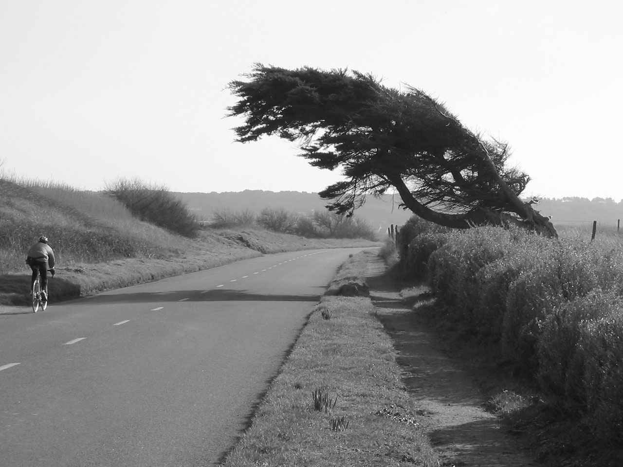 tree wind coast free photo