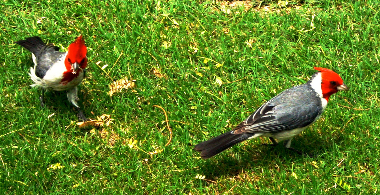 birds red blue free photo