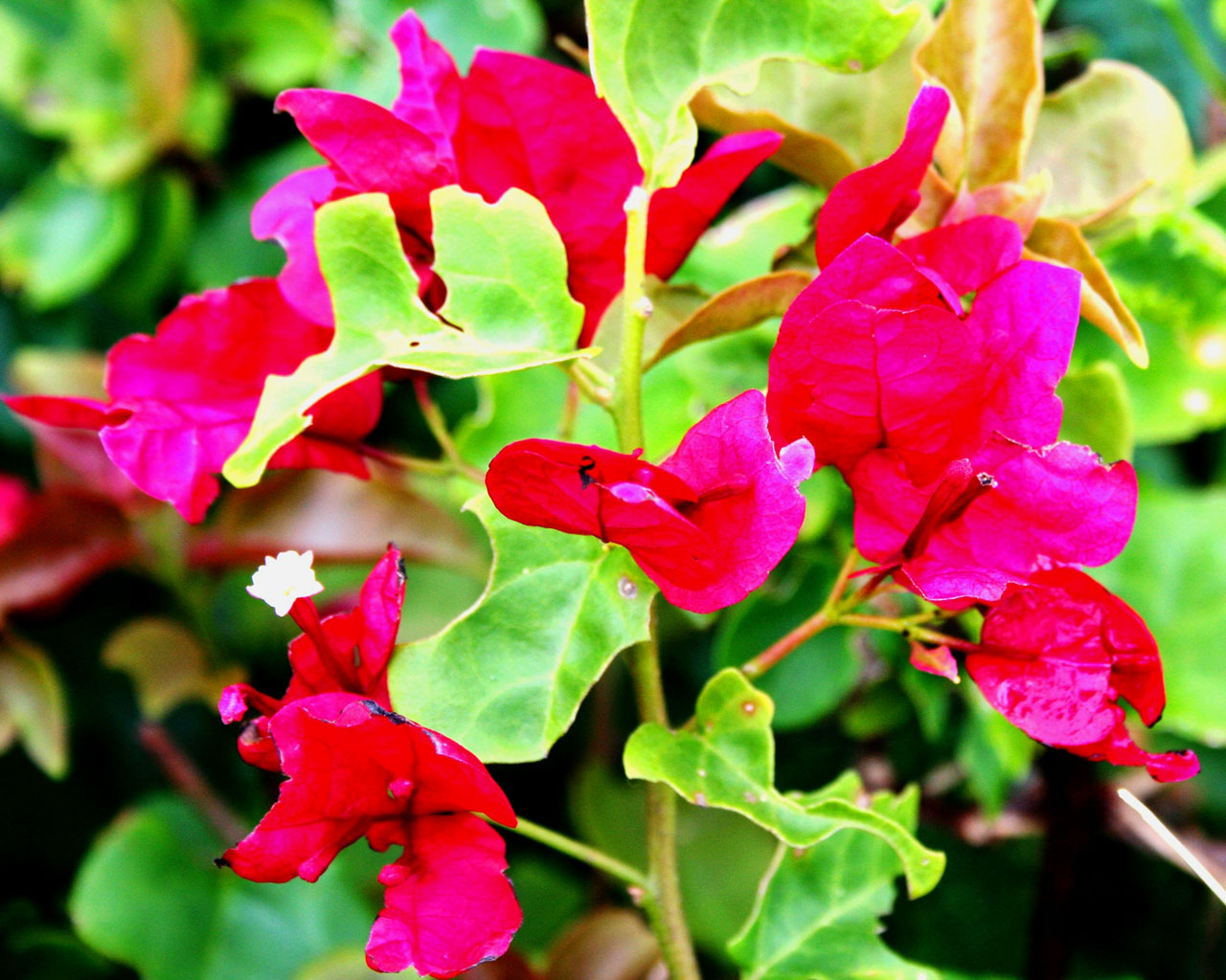 flowers bougainvillea maui free photo