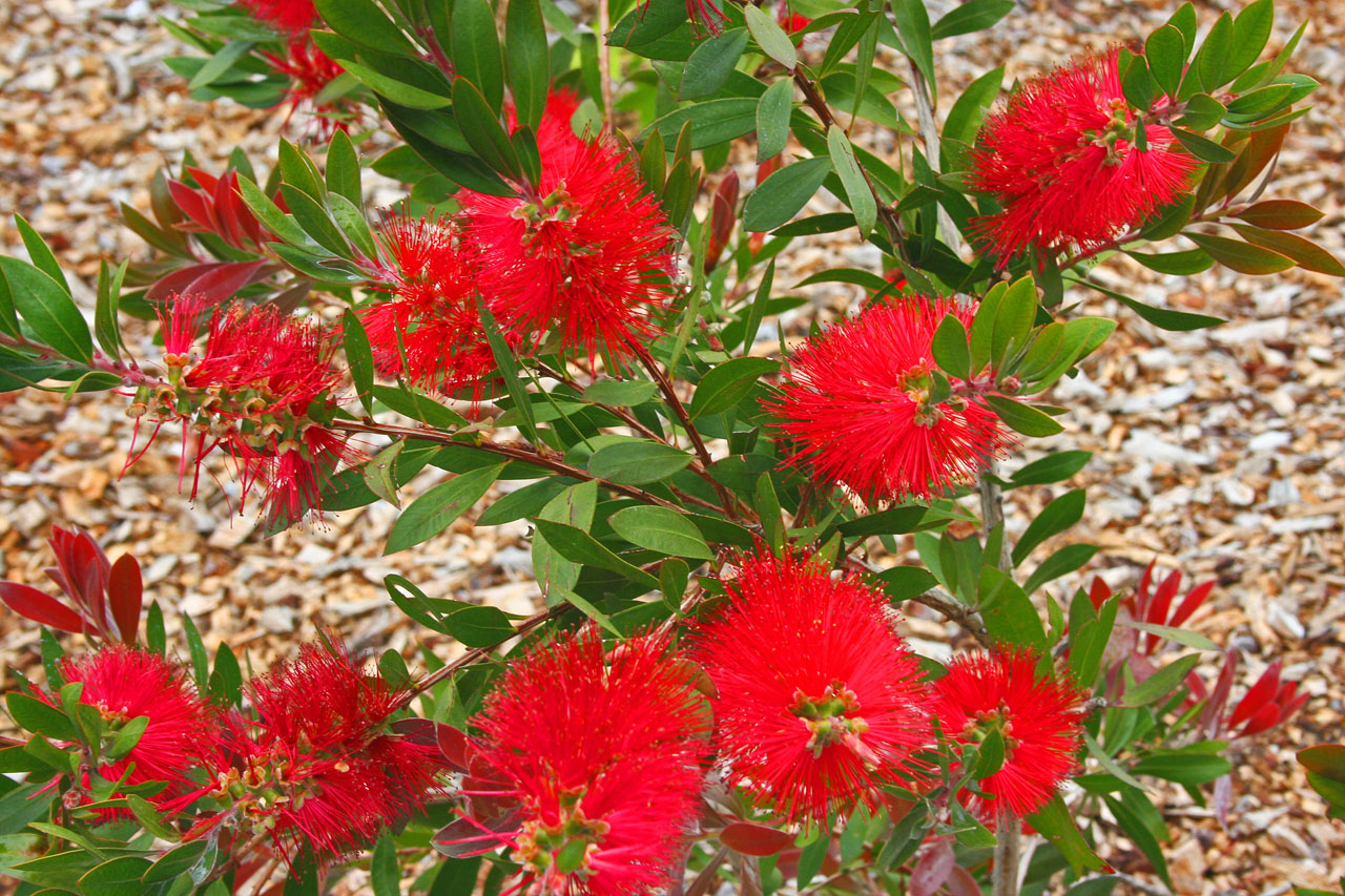 bottlebrush flowers plant free photo