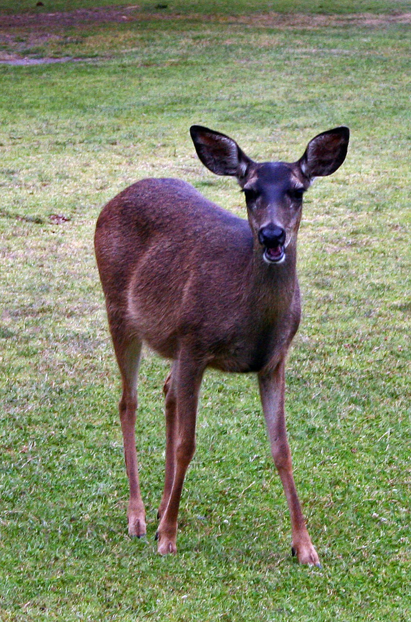doe deer grass free photo