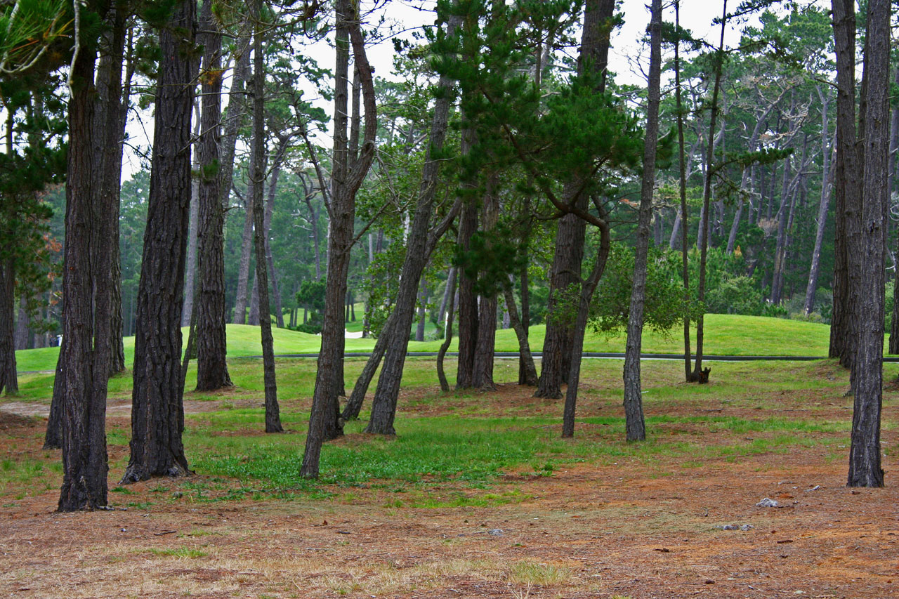 golf fairway trees free photo