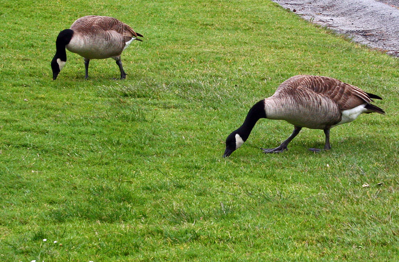 geese goose golf free photo