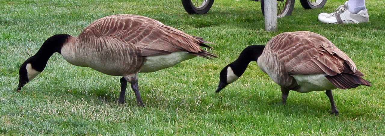 geese goose golf free photo