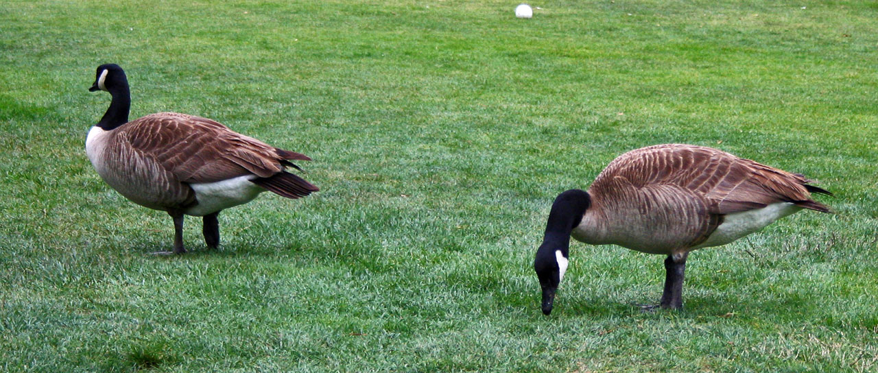 geese goose golf free photo